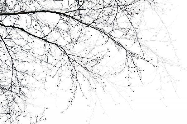 PHOTOWALL / Black Beech (e9064)