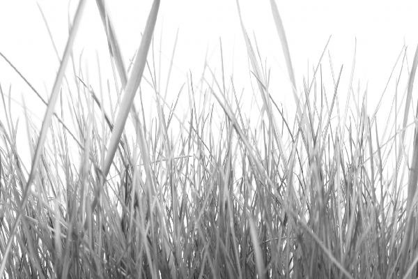 PHOTOWALL / High Grass - b/w (e10002)