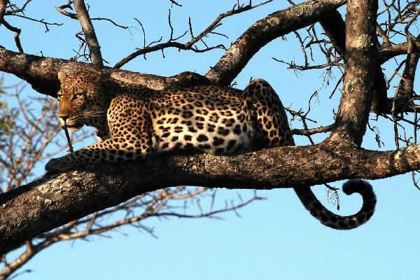 PHOTOWALL / Leopard in Tree (e10004)