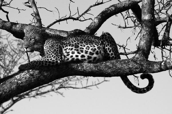 PHOTOWALL / Leopard in Tree - b/w (e10005)