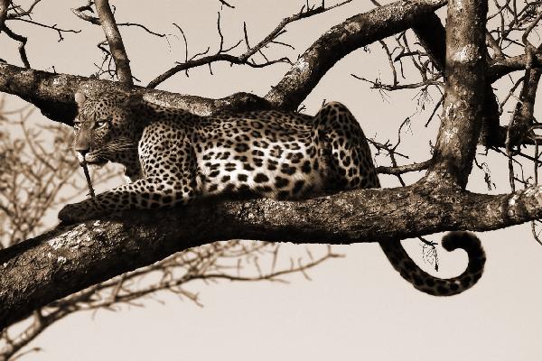 PHOTOWALL / Leopard in Tree - Sepia (e10006)