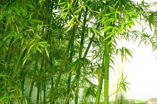 PHOTOWALL / Beautiful Bamboo (e10061)