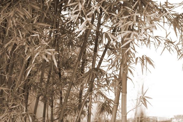 PHOTOWALL / Beautiful Bamboo - Sepia (e10063)