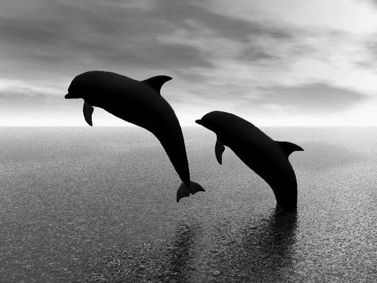 PHOTOWALL / Dolphin Silhouettes - b/w (e10065)