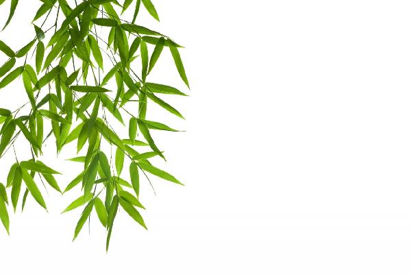PHOTOWALL / Hanging Bamboo (e10098)