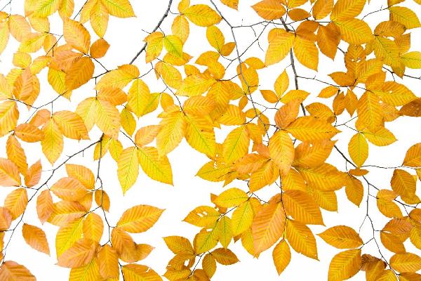 PHOTOWALL / Yellow Leaves on White Background (e10101)