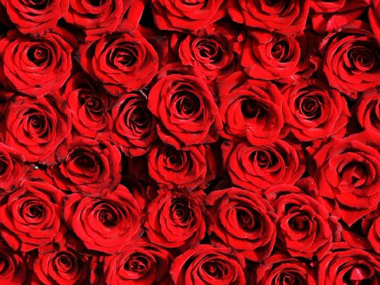 PHOTOWALL / Red roses (e10118)