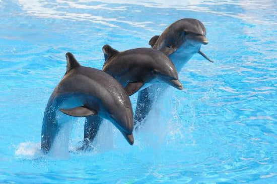 PHOTOWALL / Bottlenose Dolphins (e9143)
