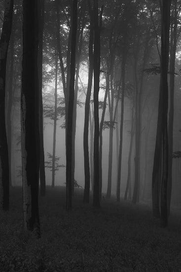 PHOTOWALL / Mystical Forest - b/w (e1402)