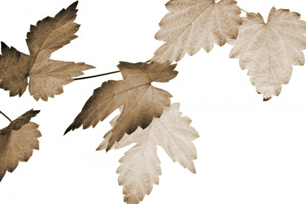PHOTOWALL / Dancing Autumn Leaves (e1404)