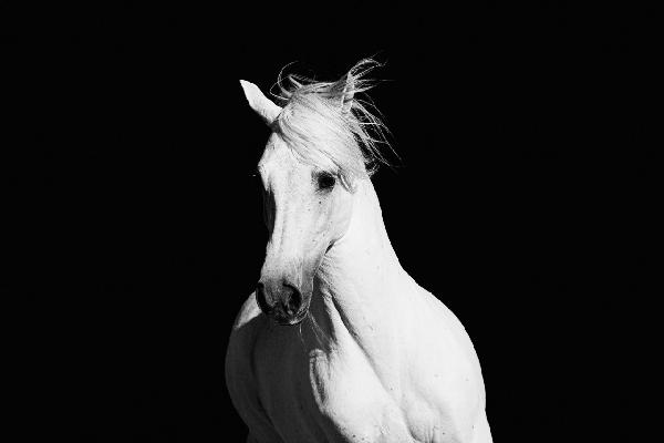 PHOTOWALL / High Contrast Horse (e1482)