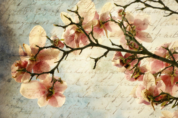 PHOTOWALL / Magnolia Memories (e1484)