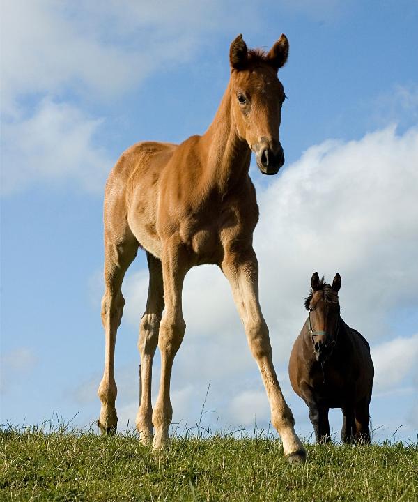 PHOTOWALL / Young Foal (e1502)
