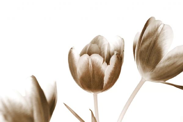 PHOTOWALL / Tulips - Sepia (e1505)