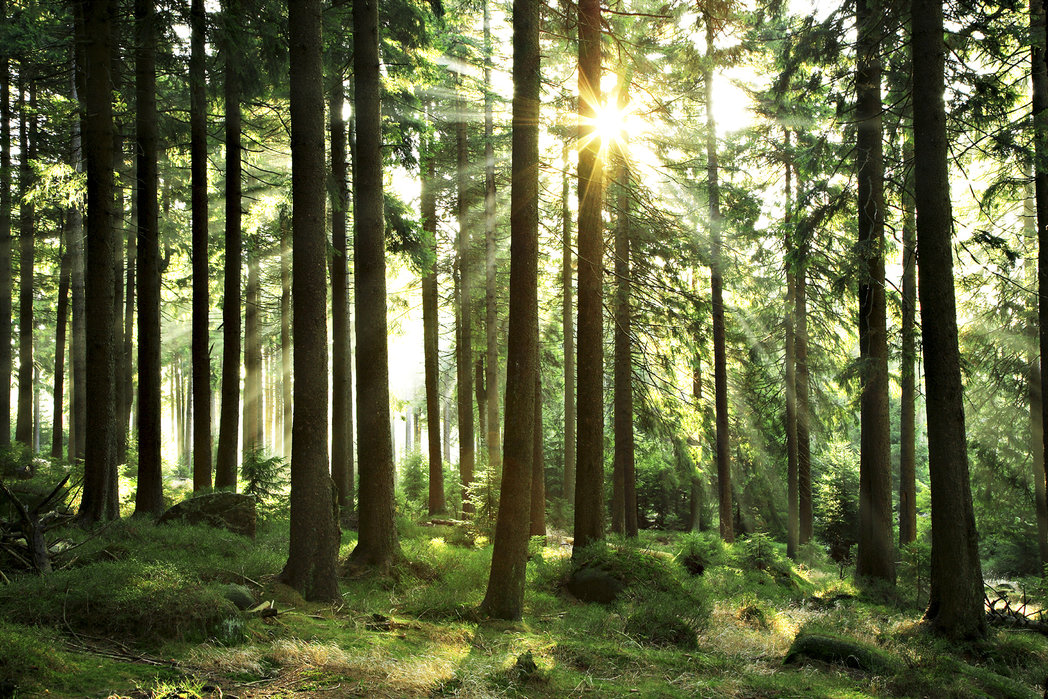 PHOTOWALL / Sunbeam through Trees (e1610) | 輸入壁紙専門店 WALPA