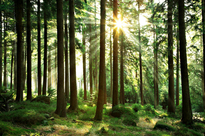 PHOTOWALL / Sunbeam through Trees (e1610)