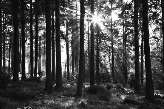 PHOTOWALL / Sunbeam through Trees - b/w (e1611)