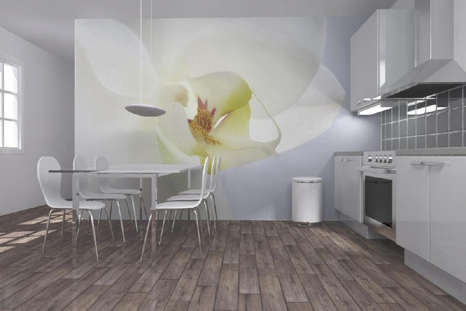PHOTOWALL / White Orchid (e1646)