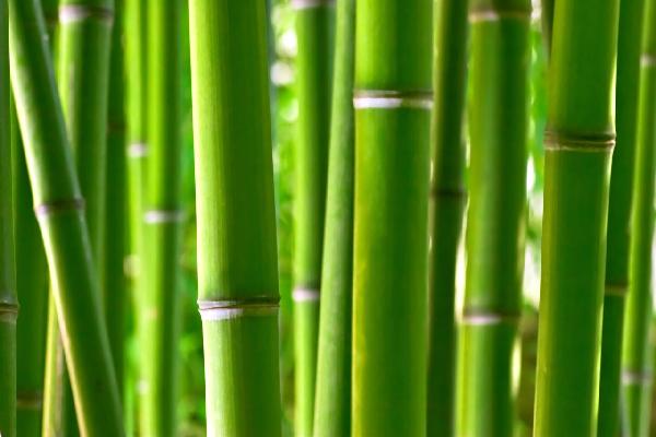 PHOTOWALL / Zen Bamboo (e1802)