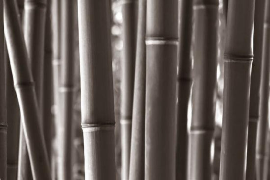 PHOTOWALL / Zen Bamboo - Sepia (e1803)