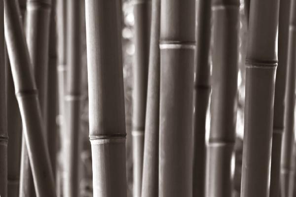 PHOTOWALL / Zen Bamboo - Sepia (e1803)
