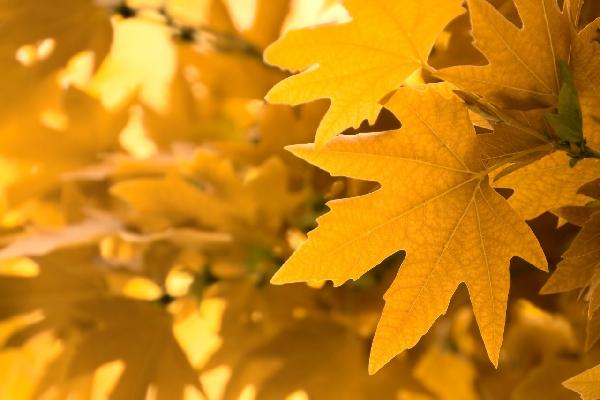 PHOTOWALL / Yellow Leaves (e1835)