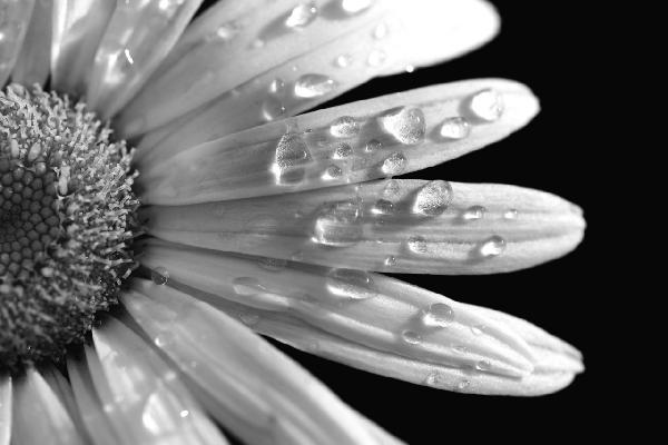 PHOTOWALL / Daisy Close up - b/w (e1843)