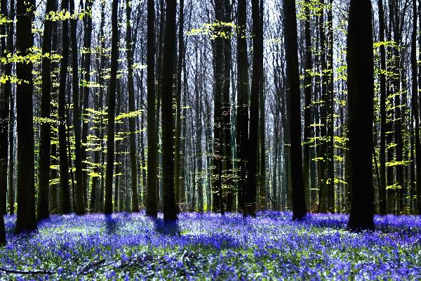 PHOTOWALL / Dark Tree and Bluebells (e1862)