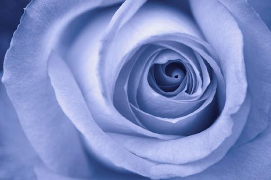 PHOTOWALL / Blue Rose (e1881)