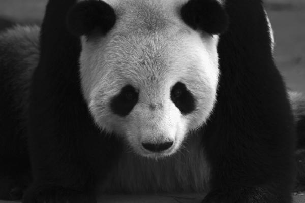 PHOTOWALL / Giant Panda - b/w (e1894) | 輸入壁紙専門店 WALPA