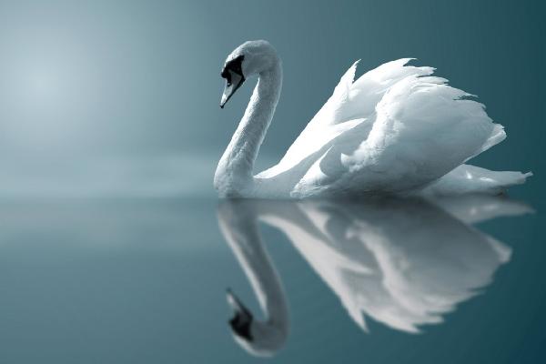 PHOTOWALL / Swan Reflection (e1905)