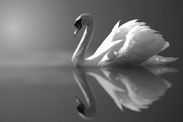 PHOTOWALL / Swan Reflection - b/w (e1906)