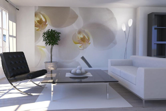 PHOTOWALL / White Orchids (e6155)