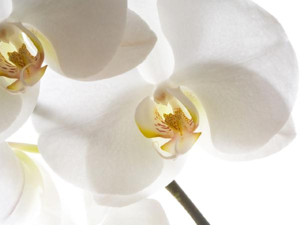 PHOTOWALL / White Orchids (e6155)