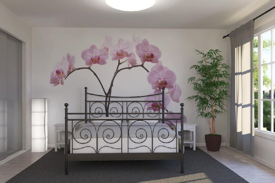 PHOTOWALL / Pink Orchids (e6199)