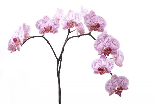 PHOTOWALL / Pink Orchids (e6199)