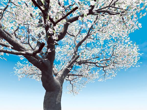 PHOTOWALL / Blossoming Cherry-Tree (e6210)