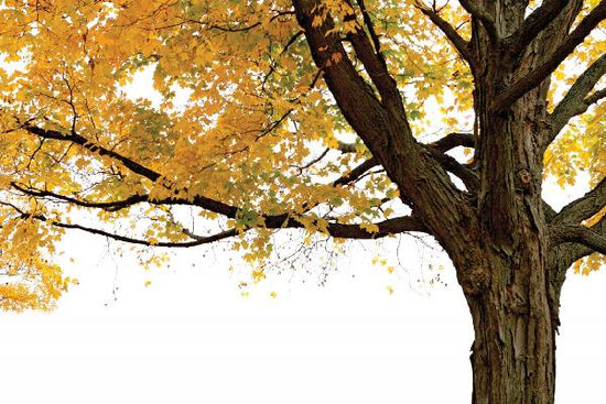 PHOTOWALL / Autumn Maple Tree (e10191)