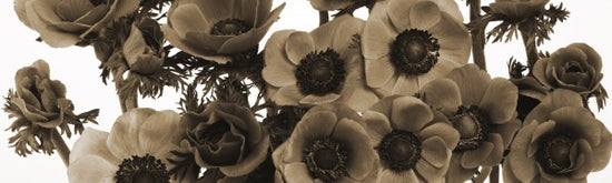 PHOTOWALL / Panoramic Flowers - Pink - Sepia (e19507)