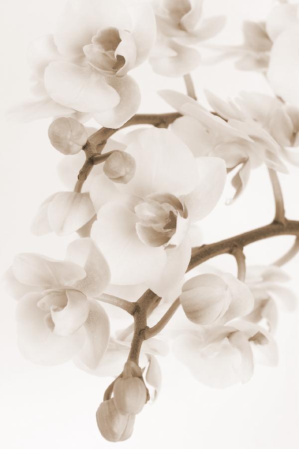 PHOTOWALL / Orchidee - Sepia (e19502)