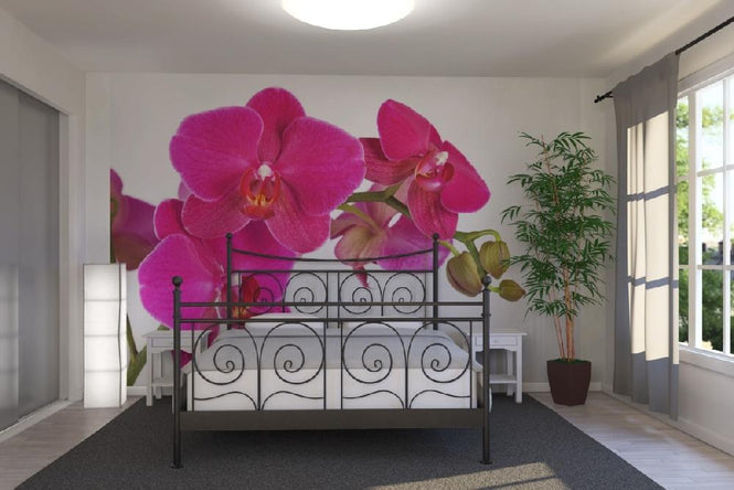 PHOTOWALL / Orchidee - White (e19498)