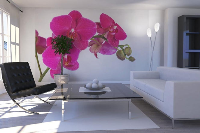 PHOTOWALL / Orchidee - White (e19498)