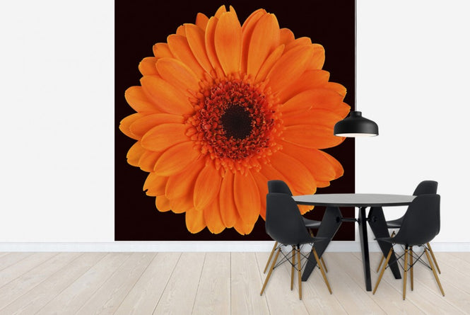 PHOTOWALL / Orange Gerbera - Black (e19493)