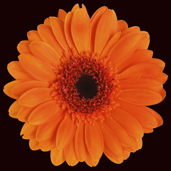 PHOTOWALL / Orange Gerbera - Black (e19493)