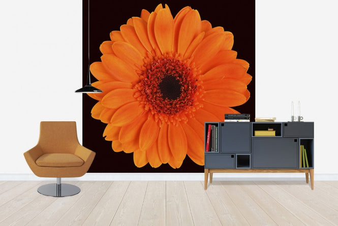PHOTOWALL / Orange Gerbera - Black (e19493)