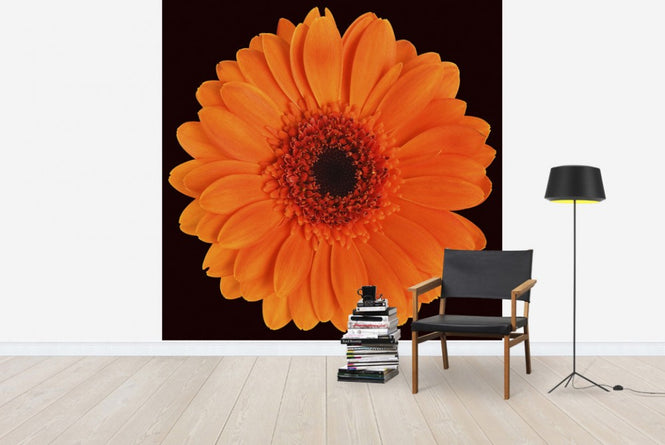 PHOTOWALL / Orange Gerbera - Black (e19493)