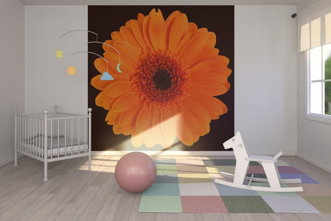 PHOTOWALL / Orange Gerbera - Black (e19493)
