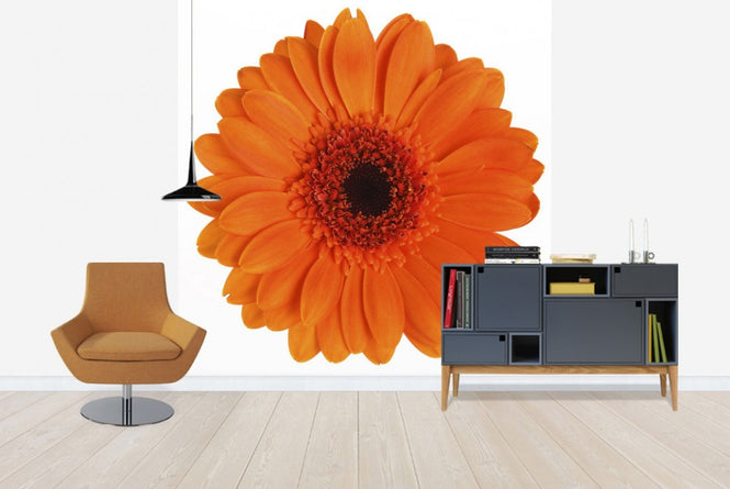 PHOTOWALL / Orange Gerbera - White (e19492)