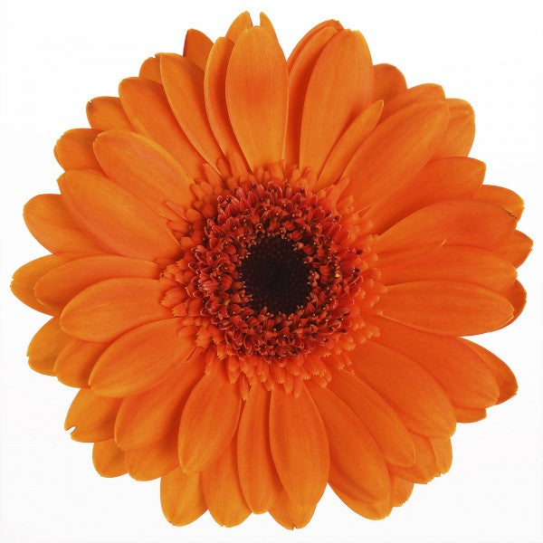 PHOTOWALL / Orange Gerbera - White (e19492)