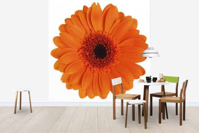 PHOTOWALL / Orange Gerbera - White (e19492)